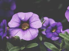 unsplash-525b54bcc32ba-1